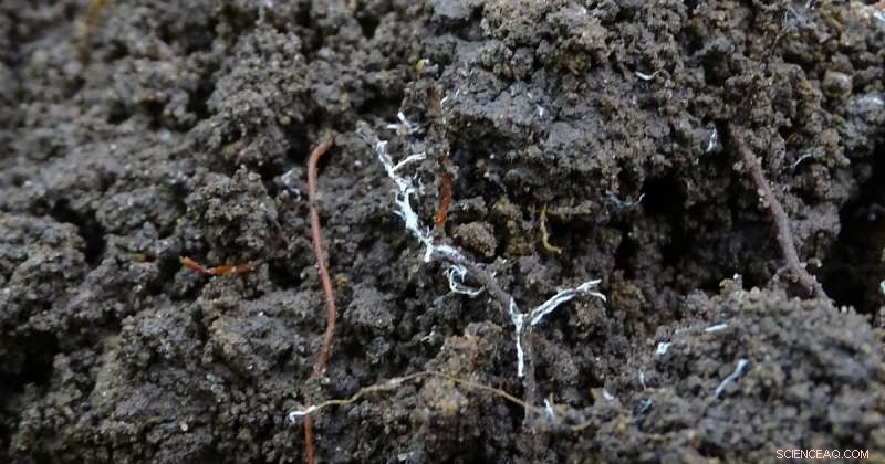 Phosphorus: A Circular Economy Blueprint for Sustainable Agriculture