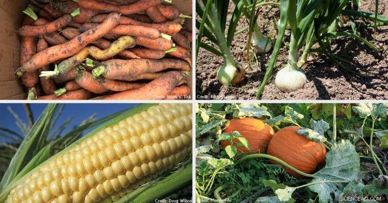 Phosphorus: A Circular Economy Blueprint for Sustainable Agriculture