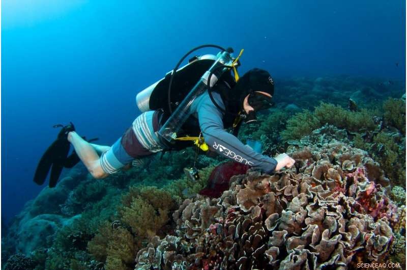 New Study Reveals the Proportion of Coral Nutrition Derived from Hunting