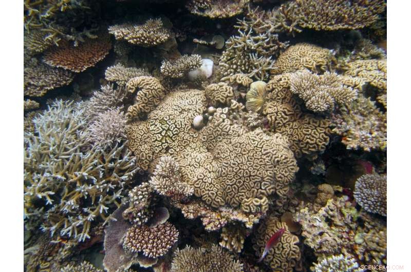 New Study Reveals the Proportion of Coral Nutrition Derived from Hunting
