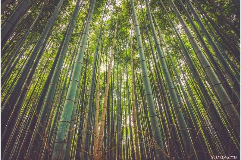 California Faces Global Scrutiny Over Proposed Tropical Forest Preservation Plan