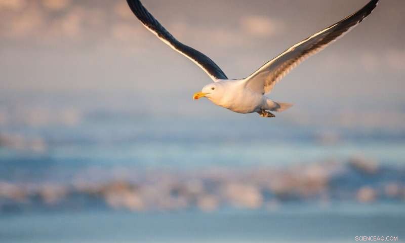 Scientists Warn: Rising Temperatures Threaten Puget Sound s Vital Kelp Forests