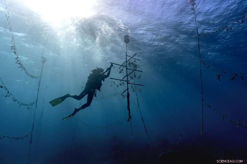 Jamaica s Coral Reefs Rebound: How a Surprise Rescue Demonstrates Nature s Healing Power
