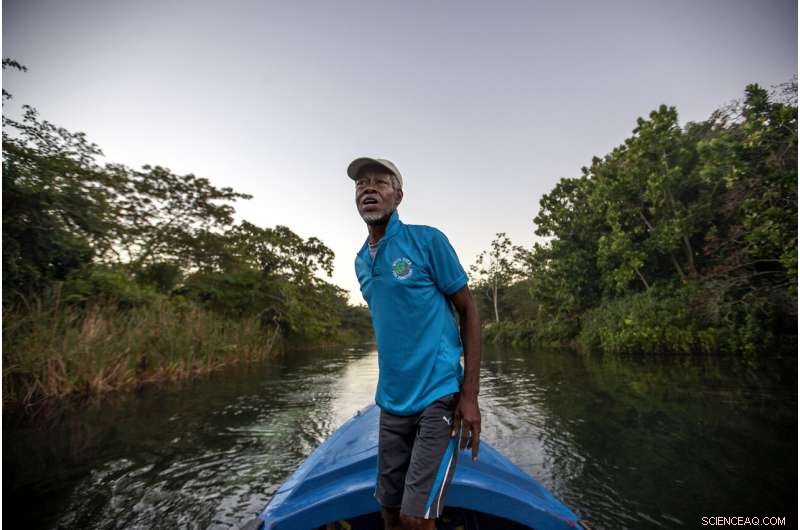 Jamaica s Coral Reefs Rebound: How a Surprise Rescue Demonstrates Nature s Healing Power
