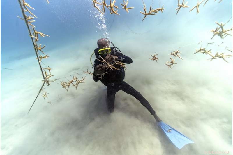 Jamaica s Coral Reefs Rebound: How a Surprise Rescue Demonstrates Nature s Healing Power
