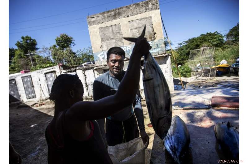 Jamaica s Coral Reefs Rebound: How a Surprise Rescue Demonstrates Nature s Healing Power