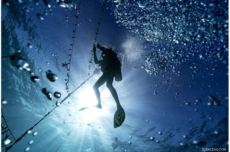 Jamaica s Coral Reefs Rebound: How a Surprise Rescue Demonstrates Nature s Healing Power