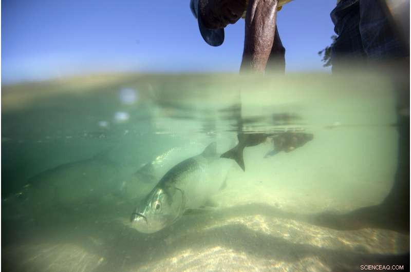 Jamaica s Coral Reefs Rebound: How a Surprise Rescue Demonstrates Nature s Healing Power