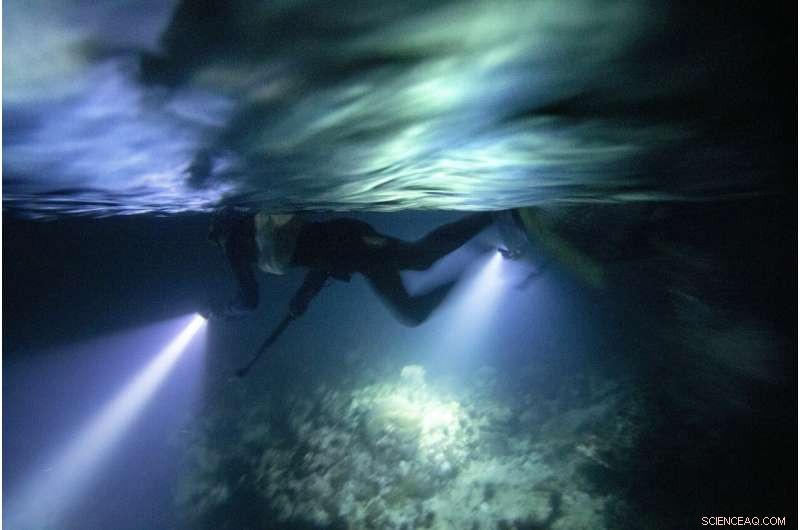 Jamaica s Coral Reefs Rebound: How a Surprise Rescue Demonstrates Nature s Healing Power