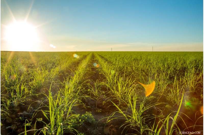 Ethanol Demand Could Expand Brazil s Sugarcane Farming by 5 Million Hectares by 2030