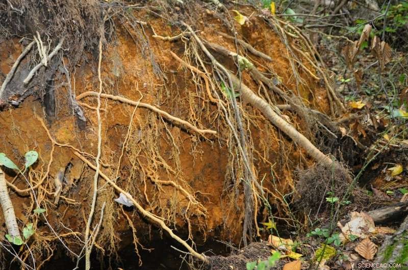 Soil Bacterium Breaks Down PFAS and Other Persistent Pollutants