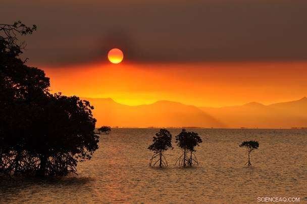 Protecting Coral Reefs Benefits All Ecosystems—Why Stronger Actions Matter