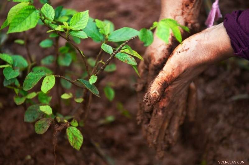 Tree Planting as a Carbon Offset: Effective but Not a Panacea