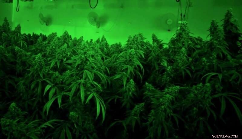 Cannabis Cultivation Emissions Pose Risks to Indoor and Regional Air Quality