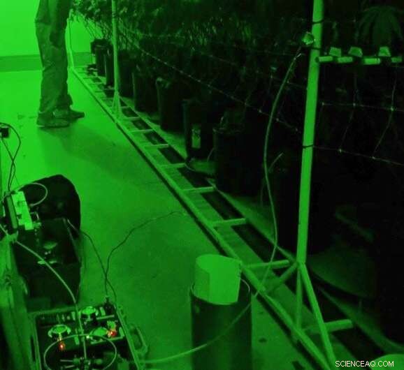 Cannabis Cultivation Emissions Pose Risks to Indoor and Regional Air Quality