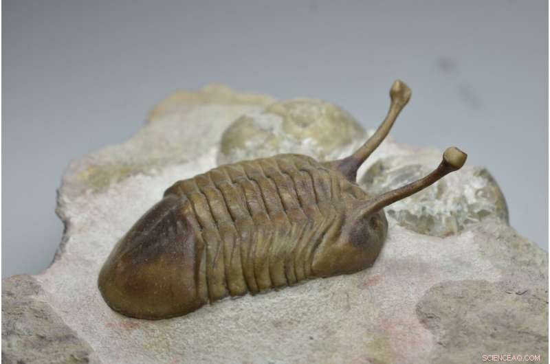 Asteroid Dust Triggered an Ice Age 466 Million Years Ago