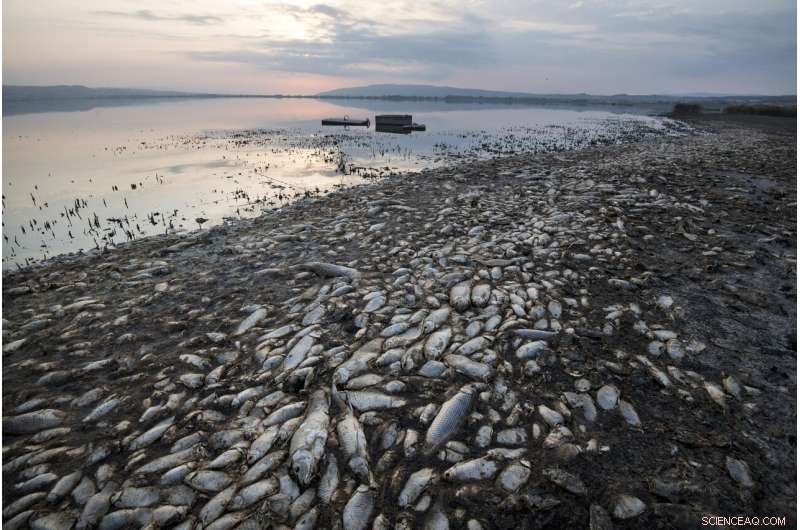 Greece s Koroneia Lake Suffers Mass Fish Die-Off Amid Severe Drought