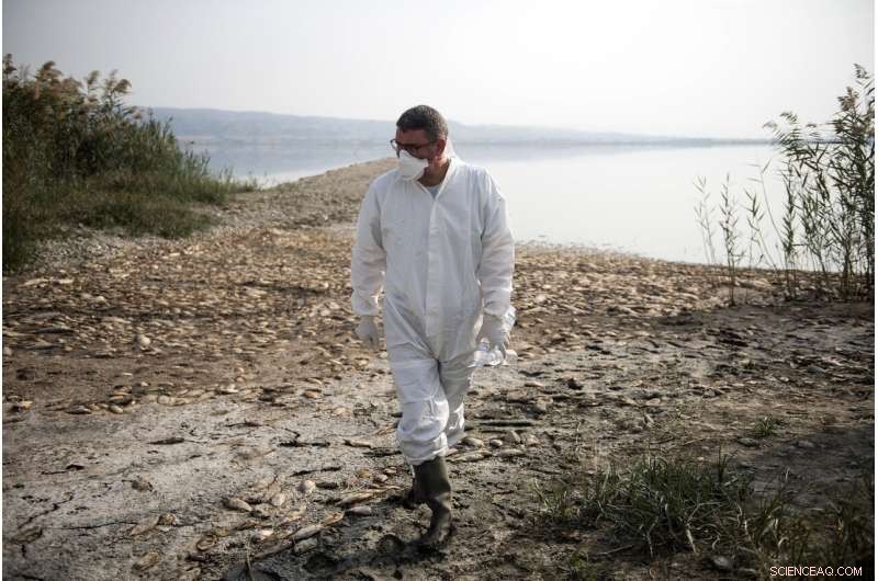 Greece s Koroneia Lake Suffers Mass Fish Die-Off Amid Severe Drought