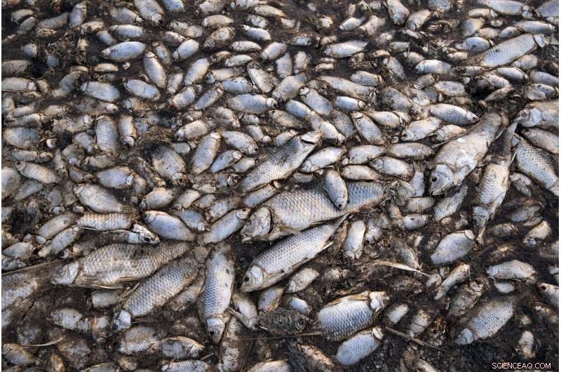 Greece s Koroneia Lake Suffers Mass Fish Die-Off Amid Severe Drought
