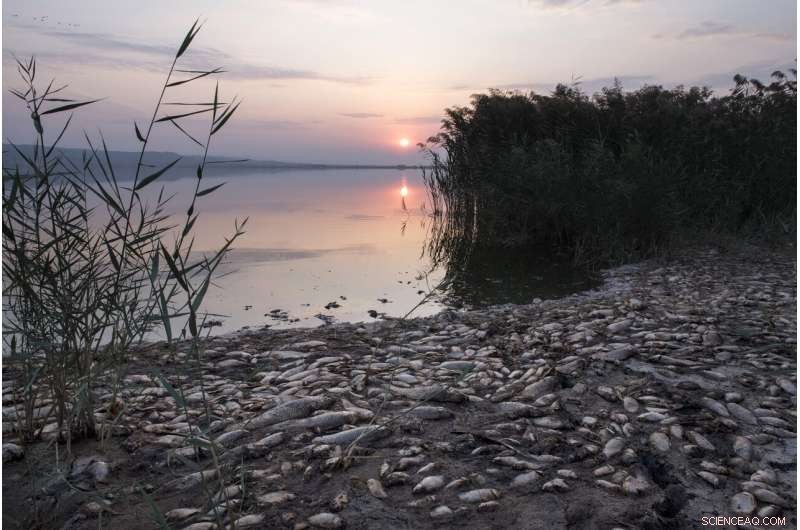 Greece s Koroneia Lake Suffers Mass Fish Die-Off Amid Severe Drought