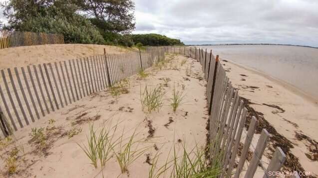Shinnecock Tribe Revitalizes Long Island Shoreline, Restoring Nature and Community