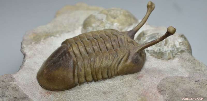 466‑Million‑Year‑Old Asteroid Impact That Sparked Life’s Evolution