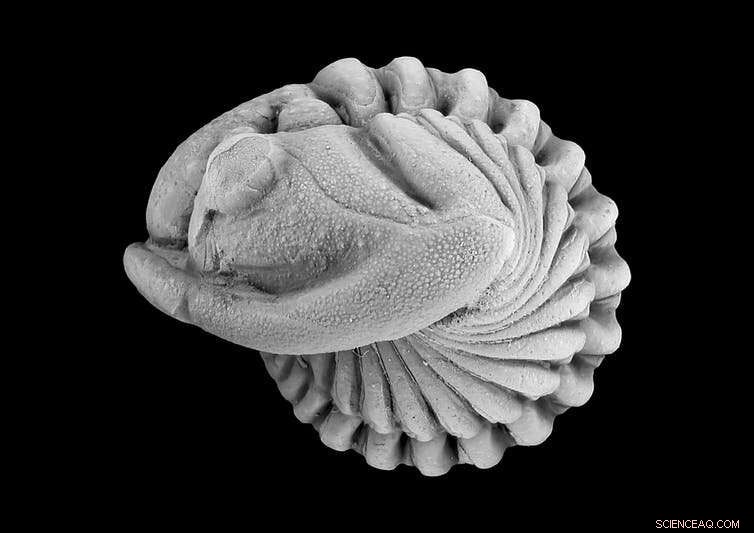 466‑Million‑Year‑Old Asteroid Impact That Sparked Life’s Evolution