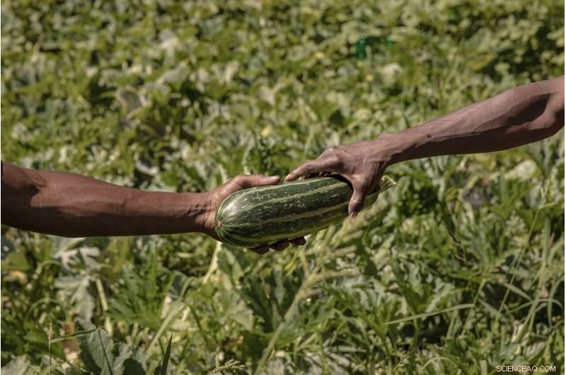 Urban Gardens and Public Produce Stands Combat Food Deserts
