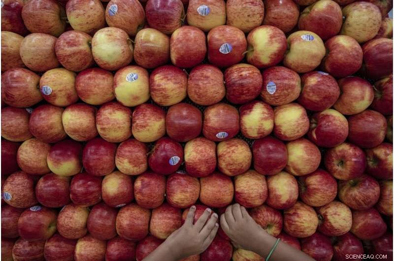 Urban Gardens and Public Produce Stands Combat Food Deserts