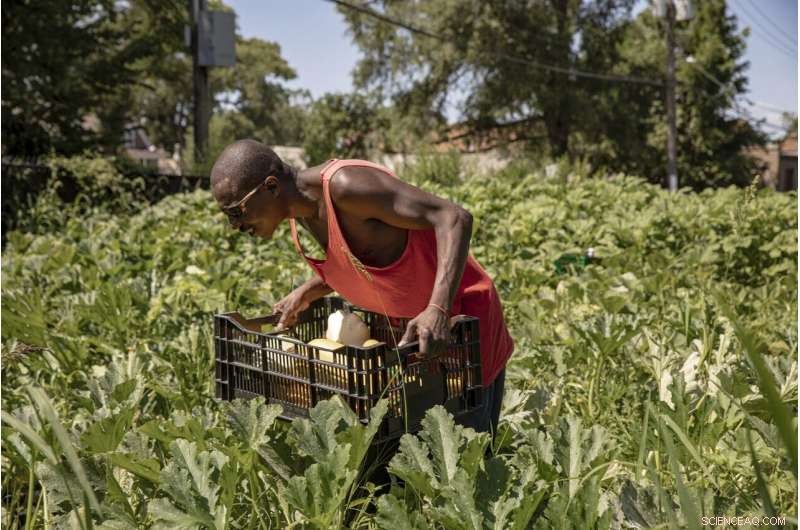 Urban Gardens and Public Produce Stands Combat Food Deserts