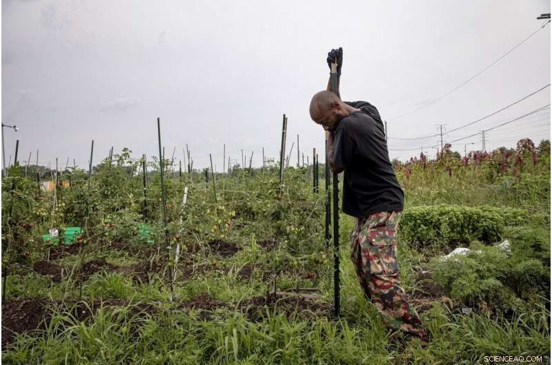 Urban Gardens and Public Produce Stands Combat Food Deserts