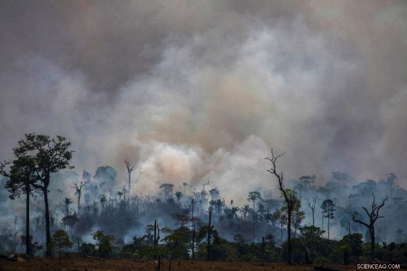 Global Leaders Convene While Amazon Rainforest Faces Alarming Fires
