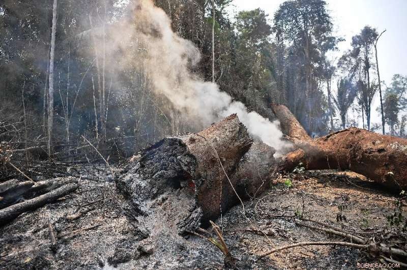 Global Leaders Convene While Amazon Rainforest Faces Alarming Fires