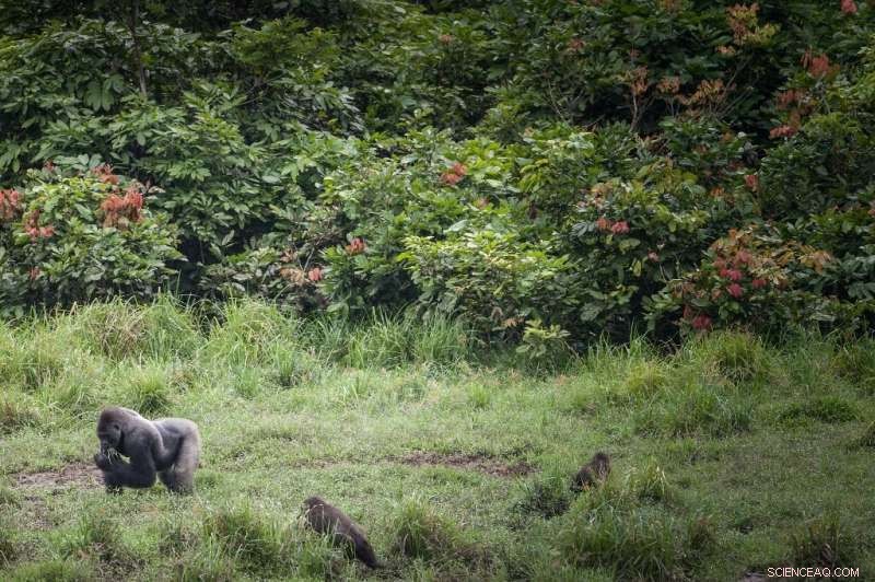 Gabon Minister Celebrates Nation’s Role in Historic Forest Conservation Deal
