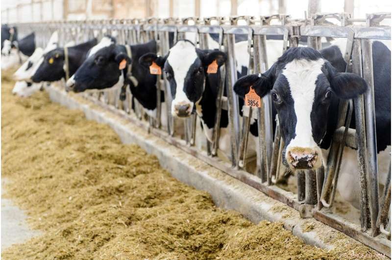 Sustainable Dairy Initiative Cuts Emissions by 50% and Boosts Profits