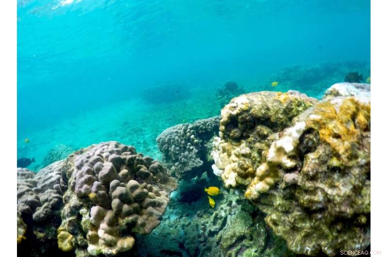 Hawaii at Risk: Marine Heat Wave Forecasts Another Coral Bleaching Event