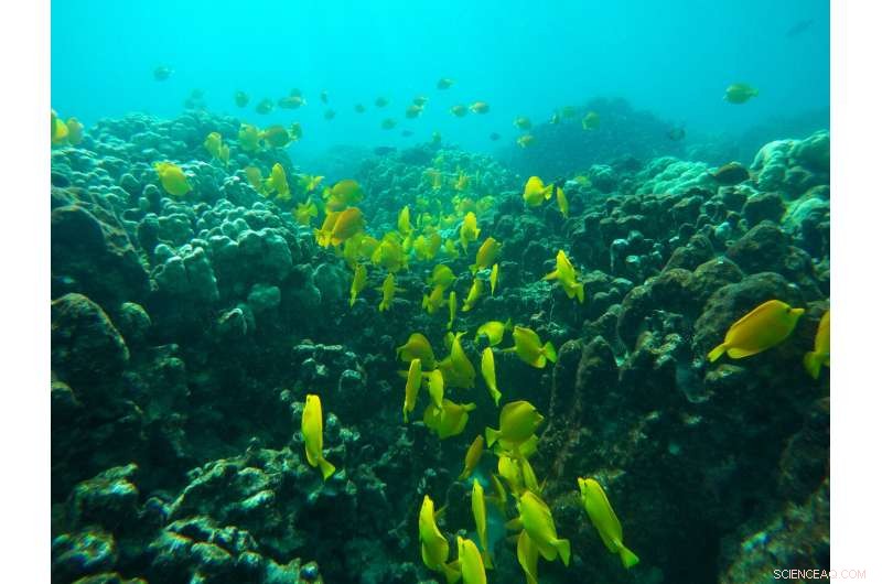 Hawaii at Risk: Marine Heat Wave Forecasts Another Coral Bleaching Event
