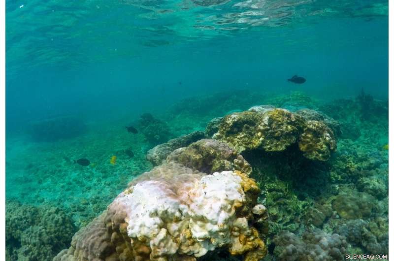 Hawaii at Risk: Marine Heat Wave Forecasts Another Coral Bleaching Event