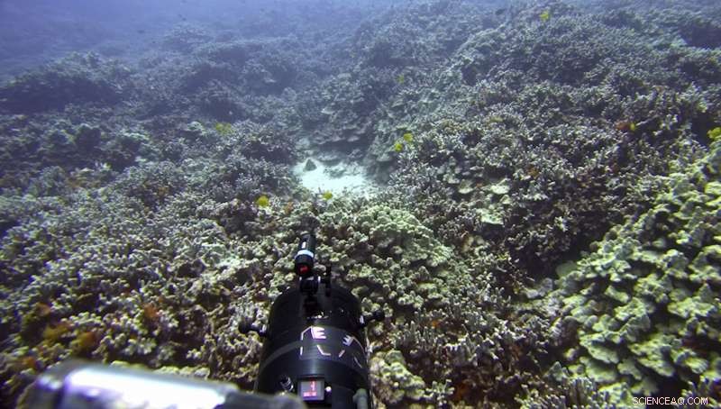 Hawaii at Risk: Marine Heat Wave Forecasts Another Coral Bleaching Event