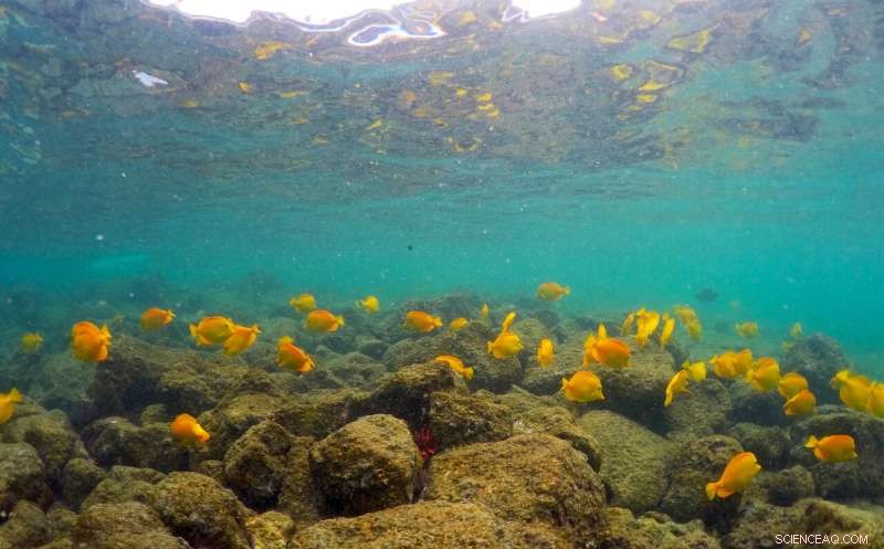 Hawaii at Risk: Marine Heat Wave Forecasts Another Coral Bleaching Event