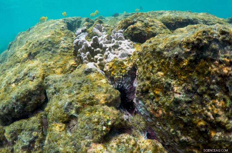Hawaii at Risk: Marine Heat Wave Forecasts Another Coral Bleaching Event