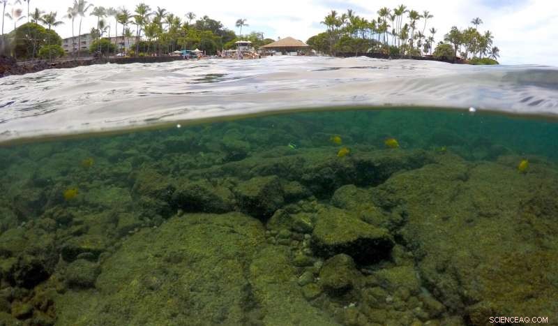Hawaii at Risk: Marine Heat Wave Forecasts Another Coral Bleaching Event