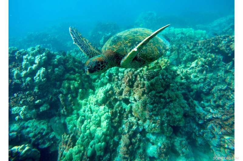 Hawaii at Risk: Marine Heat Wave Forecasts Another Coral Bleaching Event