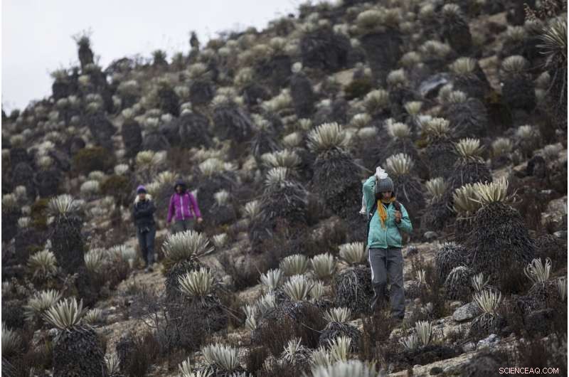 Scientists Trek to Venezuela s Final Glacier Amid Ongoing Chaos
