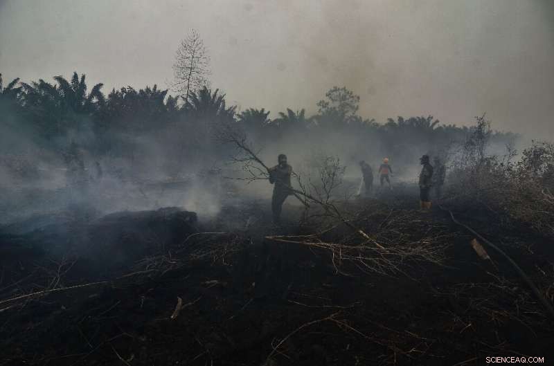 UN Warns: Indonesian Forest Fires Threaten 10 Million Children with Toxic Air
