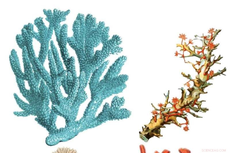 Innovative 3‑D Printed Coral Designs Mimic Natural Reefs to Foster New Fish Habitats