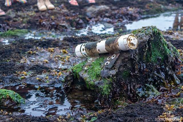 Oregon Unveils Comprehensive Plan to Combat Ocean Acidification and Hypoxia, Strengthening Climate Resilience