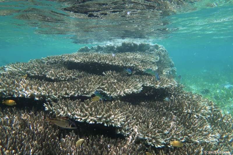 Underwater Plants & Corals: Key Allies for Marine Life During Heatwaves