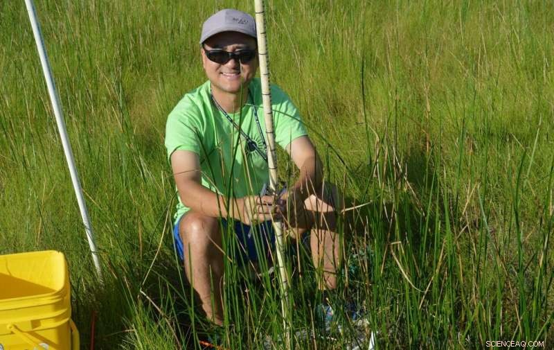 Elevated CO₂ Levels Cause Thinner, Shorter Stems in Marsh Sedge Plants