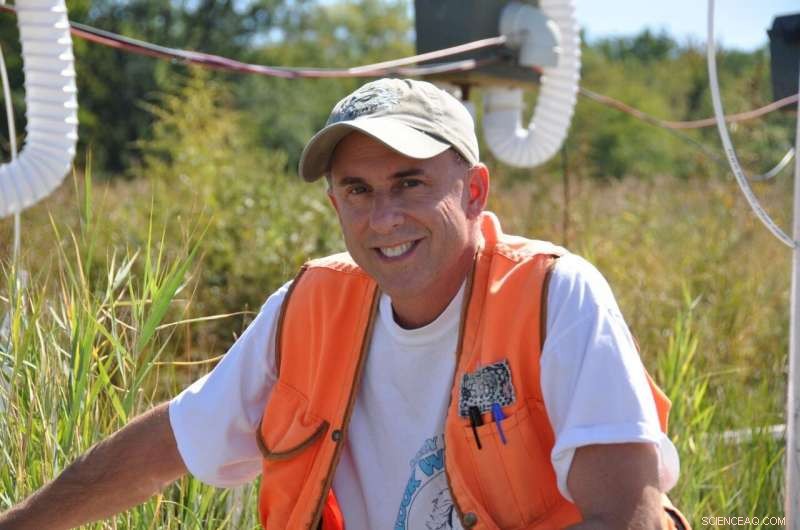 Elevated CO₂ Levels Cause Thinner, Shorter Stems in Marsh Sedge Plants